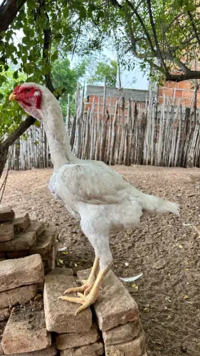 Franga Índio gigante 