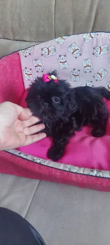 Filhote shihtzu fêmea preta