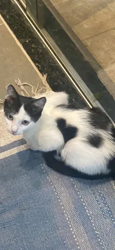 Gatinho para doação