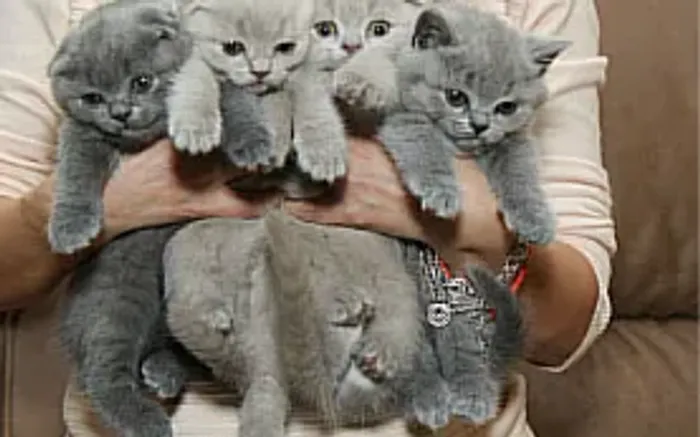adote um gatinho