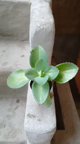 Planta mãe de mil