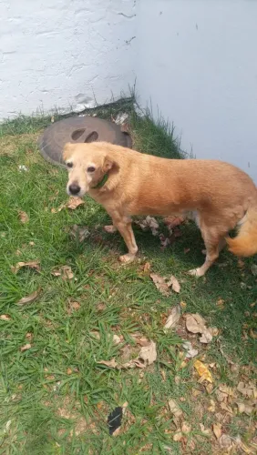 Adoção responsável 
