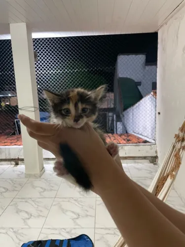Gatinha filhote para adoção 