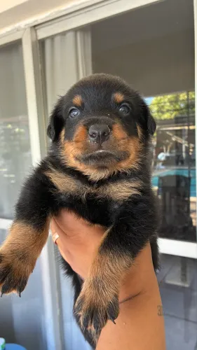 Filhotes de Rottweiler