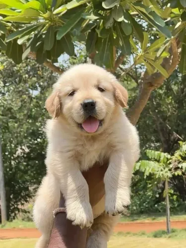 Golden Mais que um pet, um parceiro de verdade