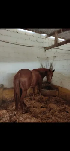 Égua Quarto de Milha Pura Registrada