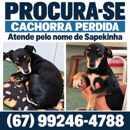 Procura se sapekinha