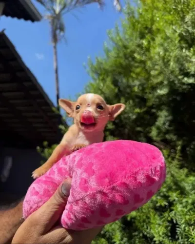 Pinscher casal disponível passo cartão até 10x leia o anúncio abaixo