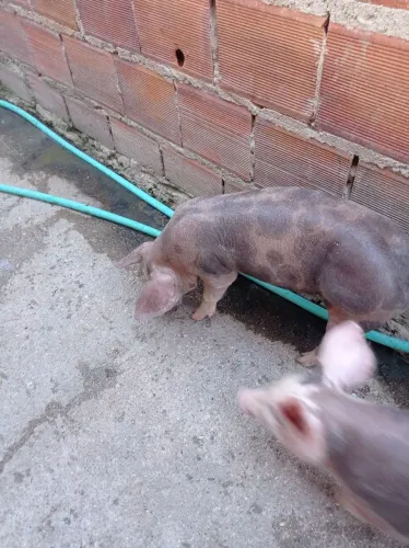 Futuras matriz Pietra puro e também tenho também duroc com pietran 