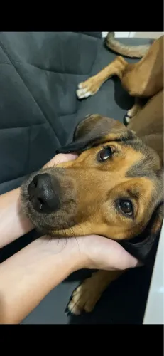 cachorra para doação