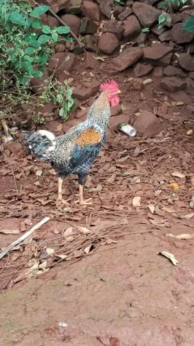 Galos caira