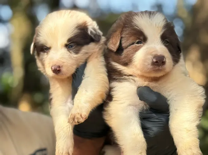 O carinho que faltava na sua rotina | Border Collie