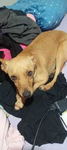 Adoção de cachorro