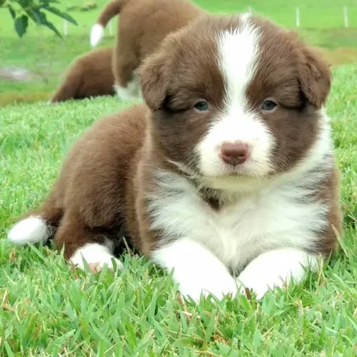 ?Filhotes de Border Collie disponíveis - pronta entrega?