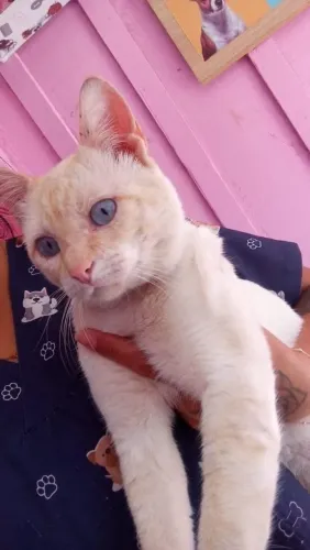 Gatinho pra doação Pinhais * 