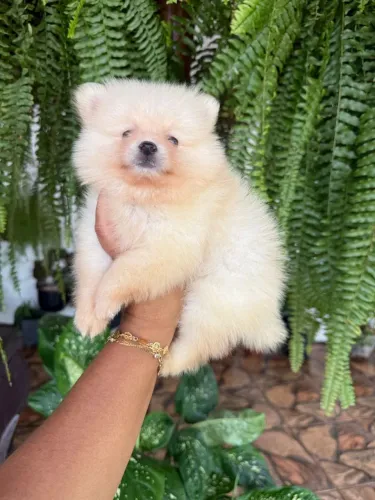 Lulu da Pomerânia simplesmente perfeito