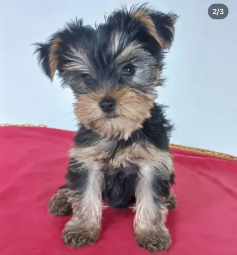 Filhote Yorkshire Terrier, O companheiro ideal para sua família está aqui!
