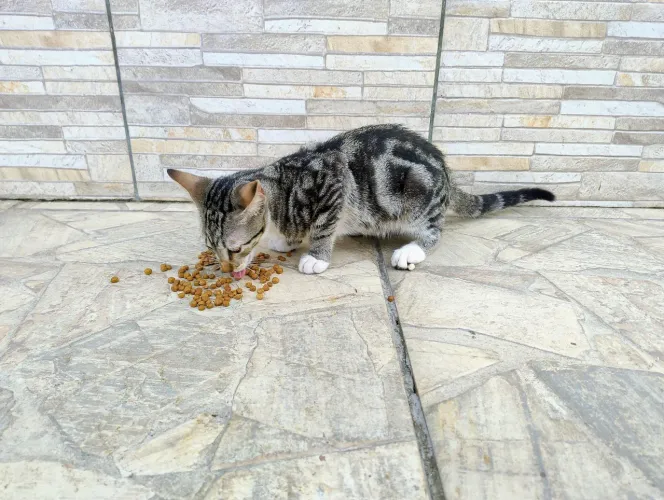 Gatinho para doação 