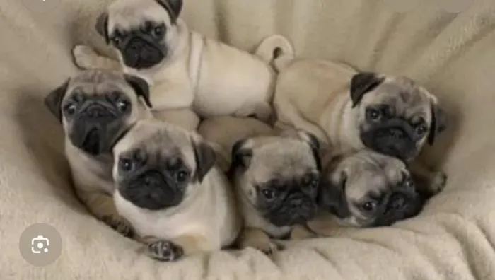 Cachorro Pang