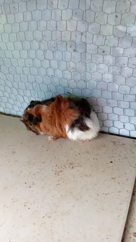 Porquinho da india