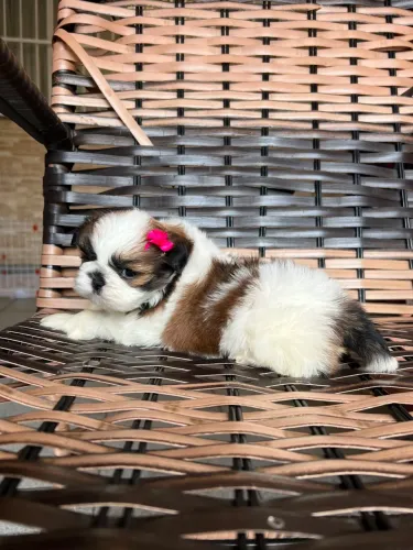 Shih Tzu Fêmea Tricolor Mini - Qualidade e Encanto em Cada Detalhe!