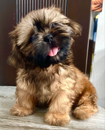 SHIHTZU FILHOTE MACHO ACEITO CARTÃO