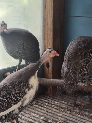 Galinhas dangolas