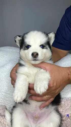 Filhote de husky siberiano