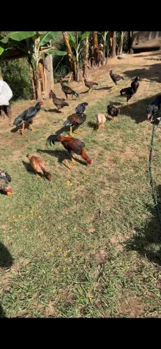 Frangos todos indio
