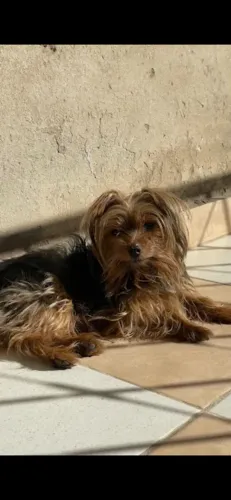 Procura-se cachorro