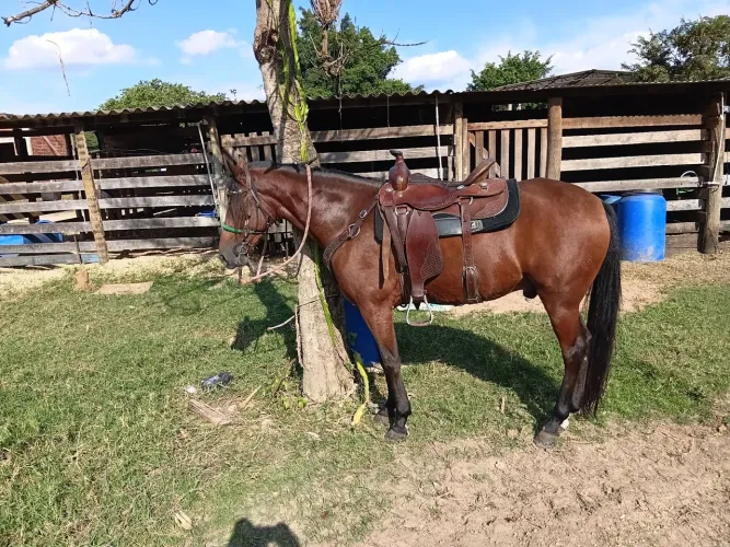 Vendo cavalo 6 anos