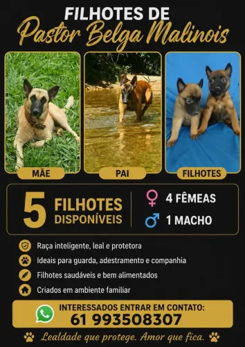 VENDE-SE FILHOTES DE PASTOR MALINOIS