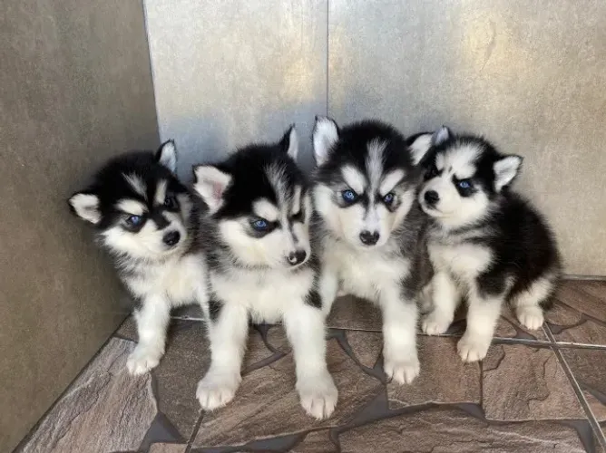 Husky siberiano muito fofo
