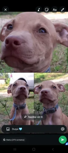 Estou vendendo esse pitbull