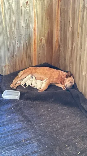 Boiadeiro australiano red e blue heeler 
