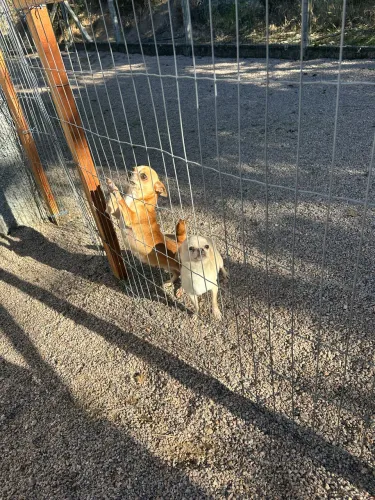 Vendo cachorrinho 