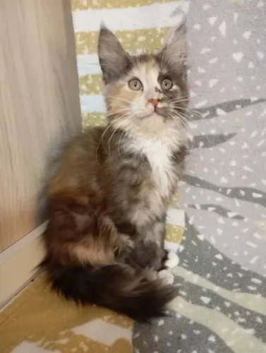 Filhote de gato mainecoon fêmea pronta entrega 