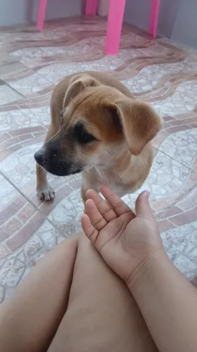Doação de cachorro