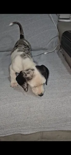 Filhote de dachshund