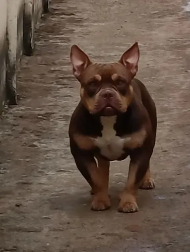 América Bully micro padreador 