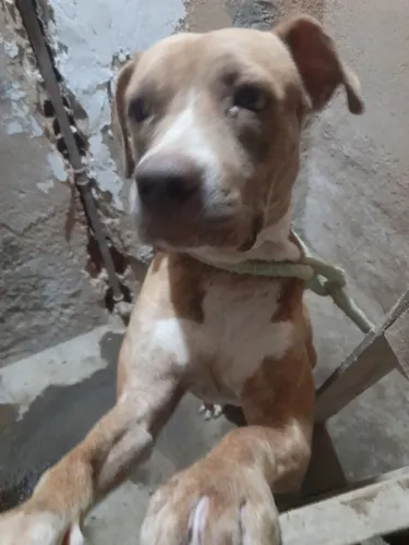 Pit bul de 2 anos femia