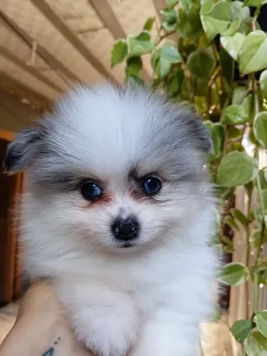 Filhote de Spitz Alemão Merle