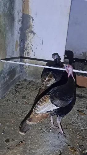 2 peru macho