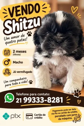 Filhote de Shitzu