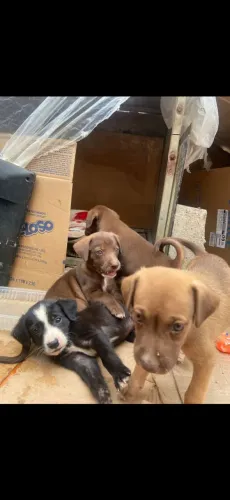 Adoção responsável 