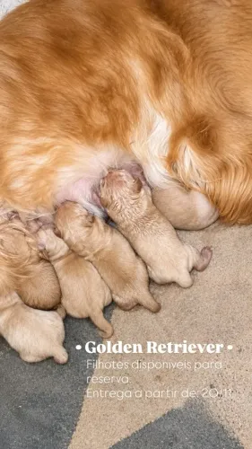 GOLDEN RETRIEVER