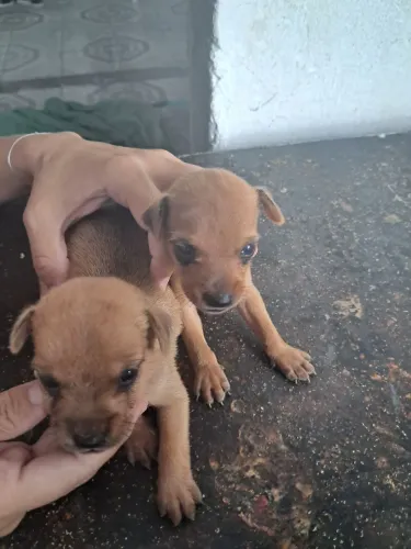 Vendo pinches