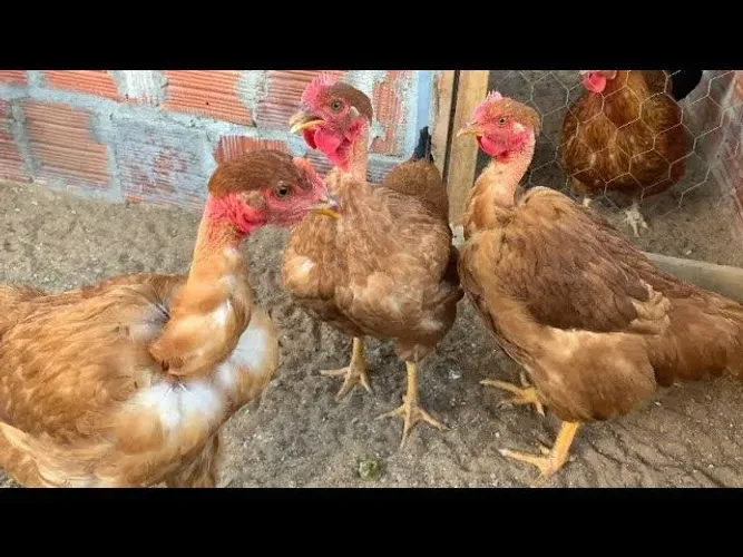 Pintinhos Label Rouge com Brahma light