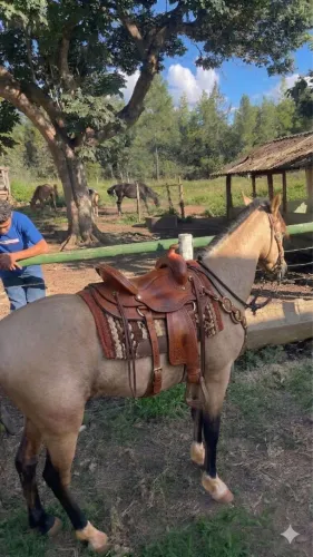 Cavalo baio 