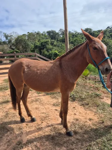 Mula a venda - Oportunidade